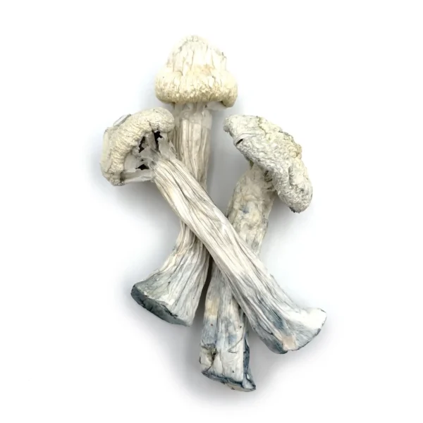 magic mushrooms for sale