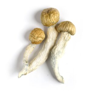 penis envy mushroom strain