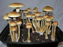 Magic Mushrooms